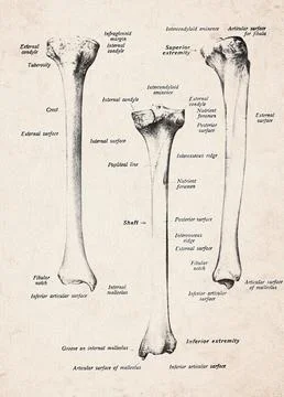 Human Tibia Bone Vintage Anatomy Illustration Stock Illustration