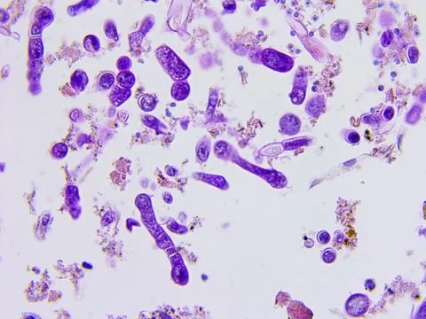 Human tissue microscopic photography Stock Photos