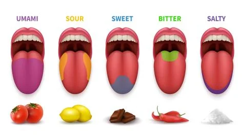 Human tongue basic taste areas. Smack map in mouth sweet, salty, sour, bitter Stock Illustration