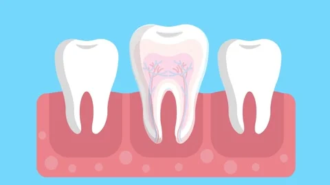 Human Tooth anatomy cross section for medical dental clinic inside the teeth Stock Footage 241162055