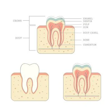 Human tooth anatomy Stock Illustration