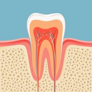 Human tooth in a cut Illustrazione stock