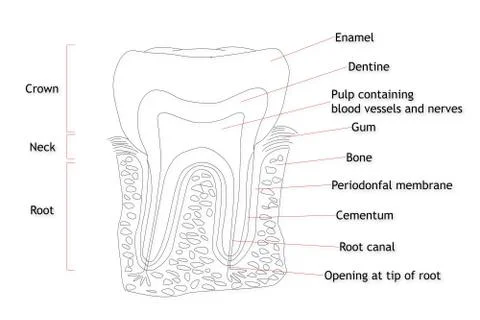 periodontal membrane