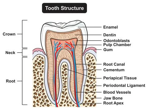 Human tooth structure anatomy infographic diagram dentistry medical science Stock Illustration