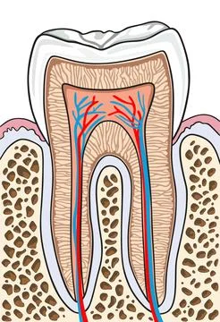 Human tooth structure anatomy infographic diagram dentistry medical science Stock Illustration