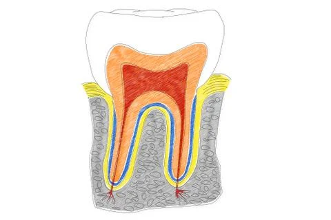 Human Tooth Structure HRI Stock Illustration