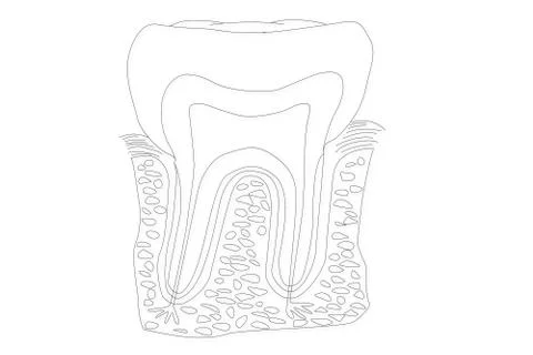Human Tooth Structure Stock Illustration