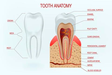 Human tooth structure vector diagram.Dental concept. Education poster template Stock Illustration