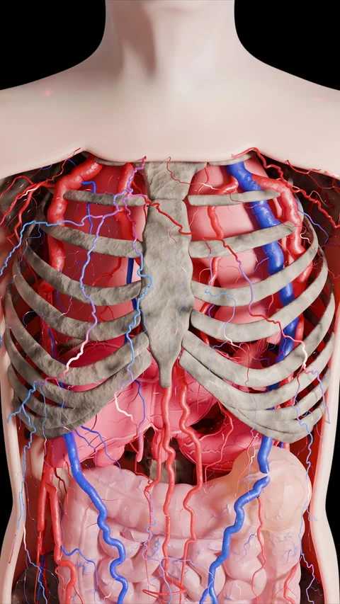 Human Torso Anatomy Vascular System Stock Footage 325218447