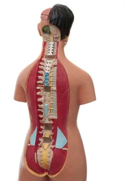 Human torso Stock Illustration