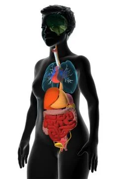 Human torso with internal organs Stock Illustration