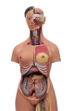Human torso Stock Photos