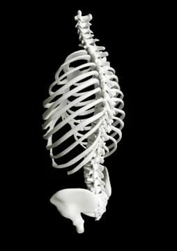 Human torso skeleton Stock Illustration