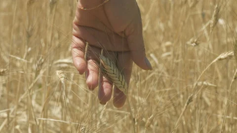 Human touch taking care of organic and sustainable agriculture quality Stock Footage 145129048