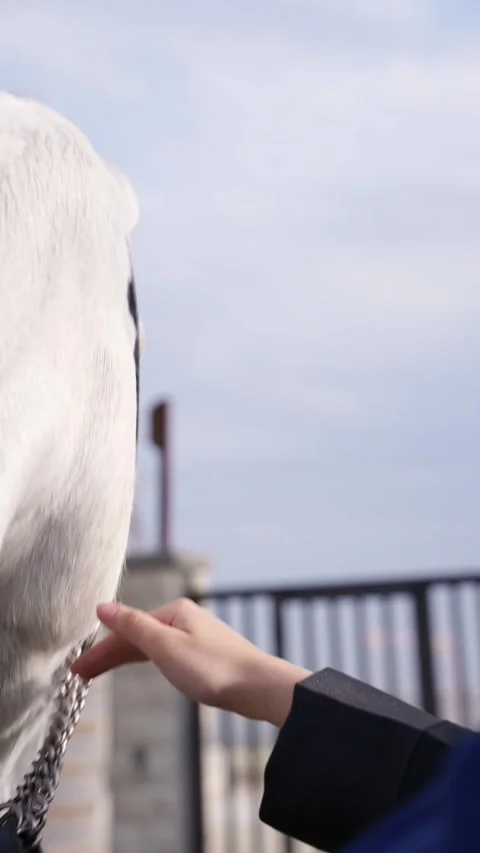 Human Touching Horse Stock Footage 314521532