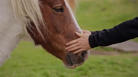 Human Touching Horse Head Close View Stock Footage 320565727