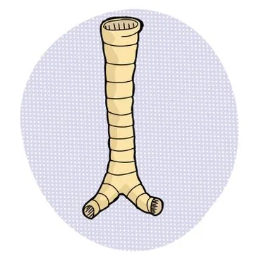 Human trachea drawing Stock Illustration