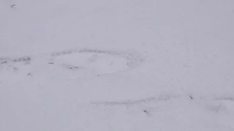 Human trail in first white snow close-up Video stock 72166134