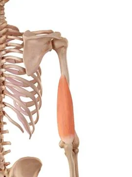 Human triceps Stock Illustration
