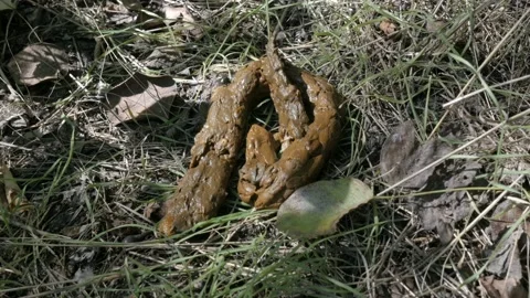 Human Turd Real One On The Grass Stock Footage 108652073
