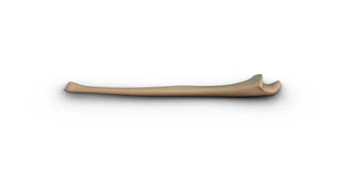 Human Ulna bone isolated on white background Video stock 278026349