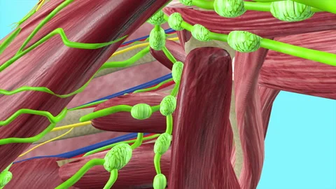 Human  Under Arm Lymph Nodes Lymphatic System Stock-Footage 137793871