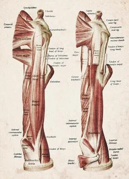 Human Upper Arm Flexor Muscles Vintage Anatomy Illustration Stock Illustration