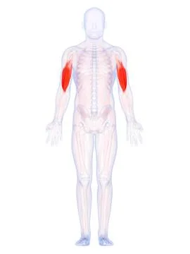 Human upper arm muscles, artwork Stock Illustration