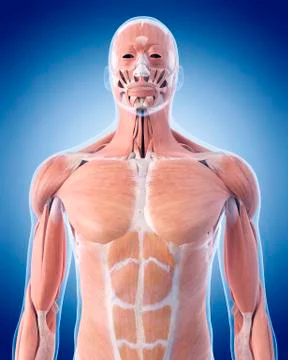 Human upper body muscles Stock Illustration
