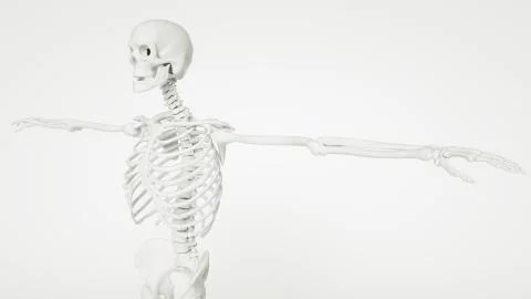 Human upper body skeleton Stock Illustration