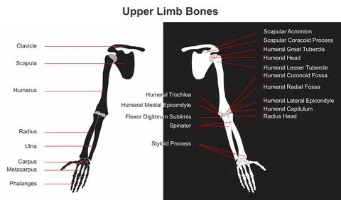 Human upper limb bones infographic diagram Stock Illustration