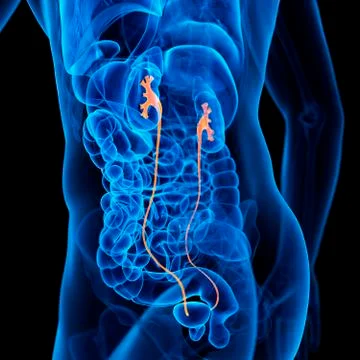 Human ureter, illustration Stock Illustration