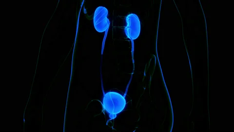 Human Urianry System Kidneys with Bladder Anatomy Animation Concept Stock Footage 161052774