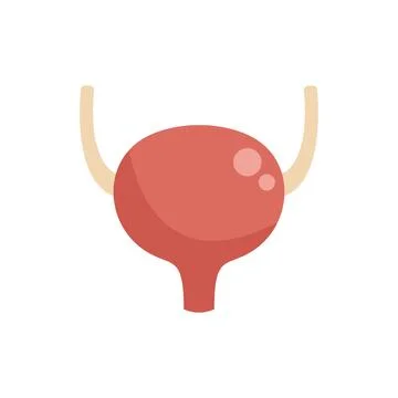 Human urinary bladder representing urinary system storing urine Stock Illustration