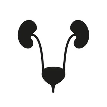 Human urinary bladder system with kidneys, ureters and urethra flat vector ic イラスト素材