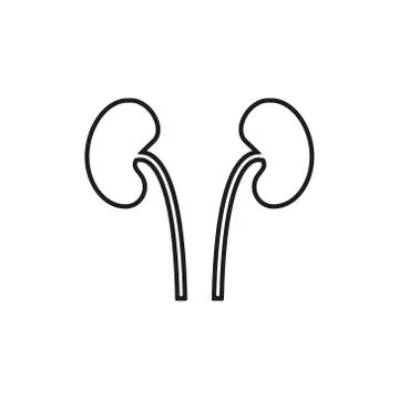 Human urinary bladder system with kidneys, ureters and urethra flat vector ic イラスト素材