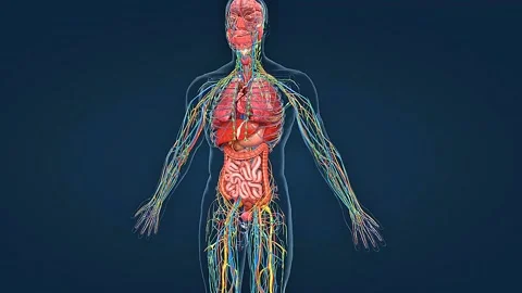 Human urinary system 3D animation Stock Footage 306511439