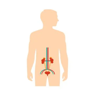 Human urinary system anatomy Stock Illustration