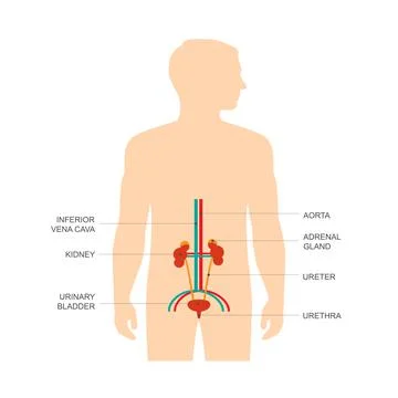 Human urinary system anatomy Stock Illustration
