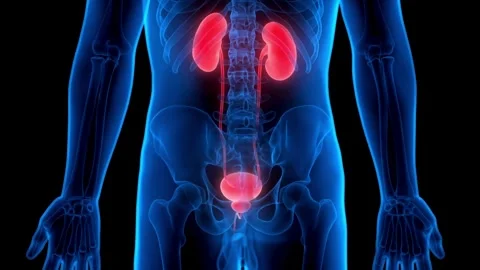 Human urinary system and male anatomy 3D animation Stock-Footage 333486820