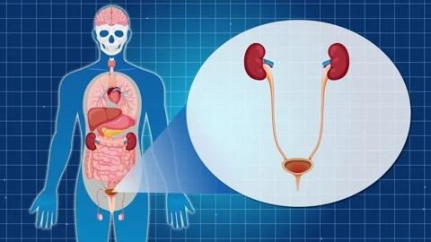 Human Urinary System Animation with Focus on Bladder Stock Footage 306905133