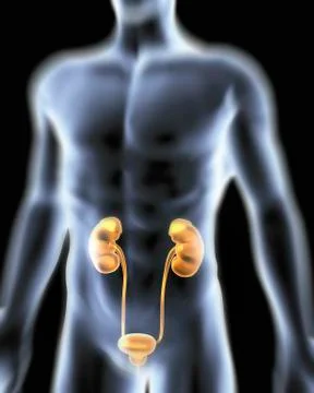 Human urinary system, artwork Stock Illustration