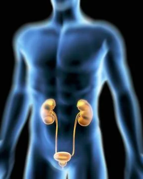 Human urinary system, artwork Stock Illustration