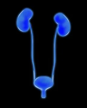 Human urinary system on black background, vector illustration Stock Photos