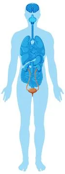 Human Urinary System Diagram Within Full Body Silhouette Stock Illustration