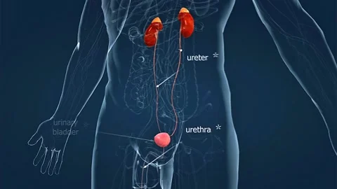 Human urinary system Stock Footage 306511605