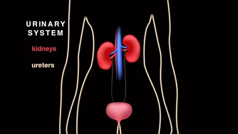 Human Urinary system Stock Footage 333204972