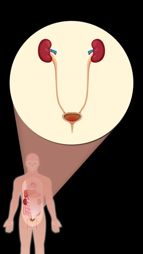 Human Urinary System Highlighted in Anatomical Animation Sequence Stock Footage 313112051