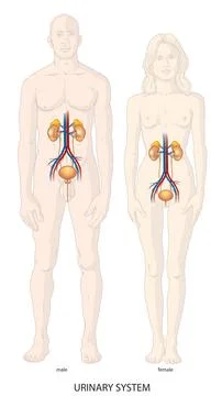 Human urinary system Stock Illustration