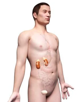 Human urinary system, illustration Stock Illustration